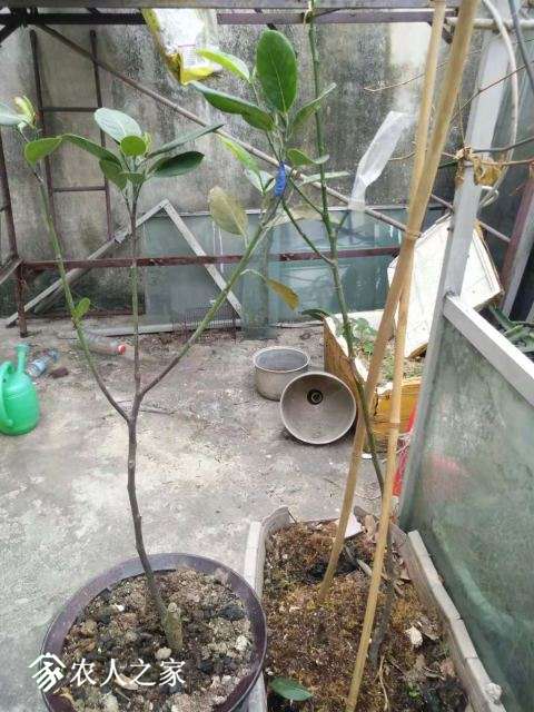 ��Ҷ�ӵ������飬ûҶ�ӵ�����һ������˵ģ�����޽ӱ��Ʒ�֣�
