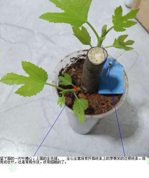 fig prunned.JPG