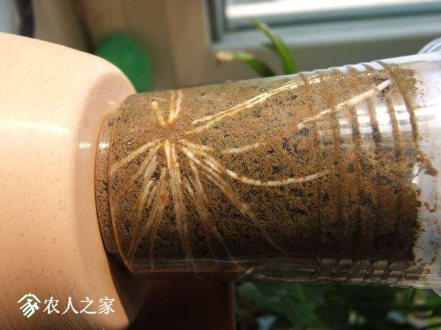 DSCF3631.JPG