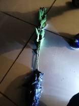 IMG_20190122_180147.jpg.JPG