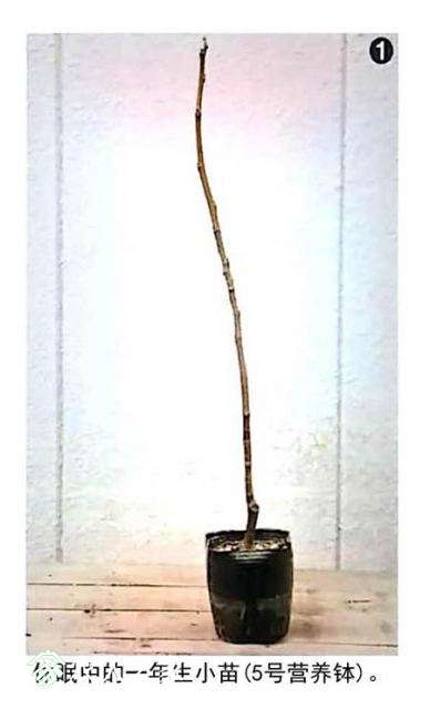 无花果栽培管理 一年生营养钵苗的花盆栽培