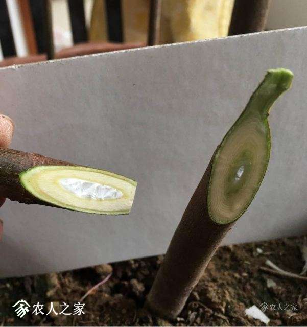 ľ.jpg