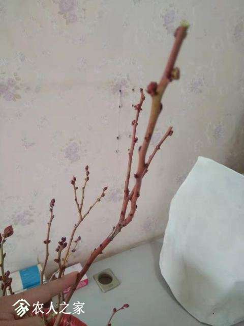 �ұ�֦��
