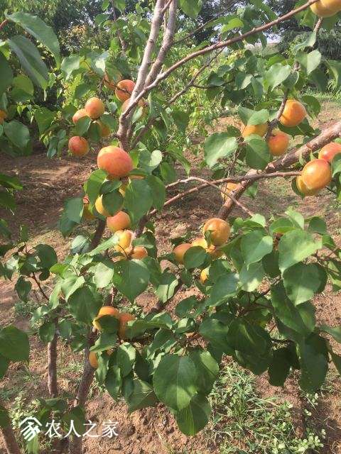 IMG_3728կ.jpg
