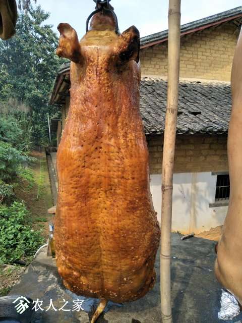 ٶĴ