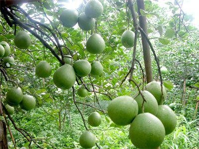 Pomelo_oil_Traditional_products_of_Vietnam.jpg