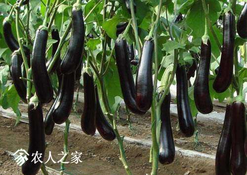 QIEZI.jpg