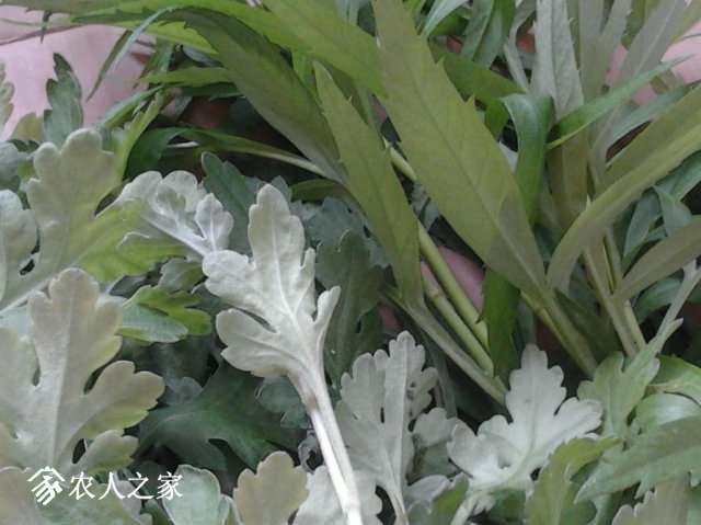 juhua he lihao.JPG
