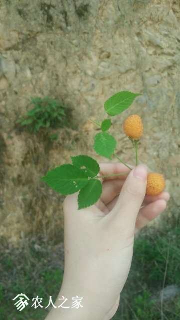 15561555755336_.pic.jpg