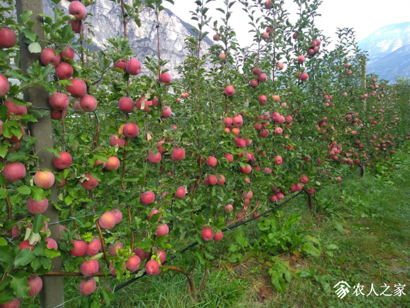 吉林省最新品种果树图片