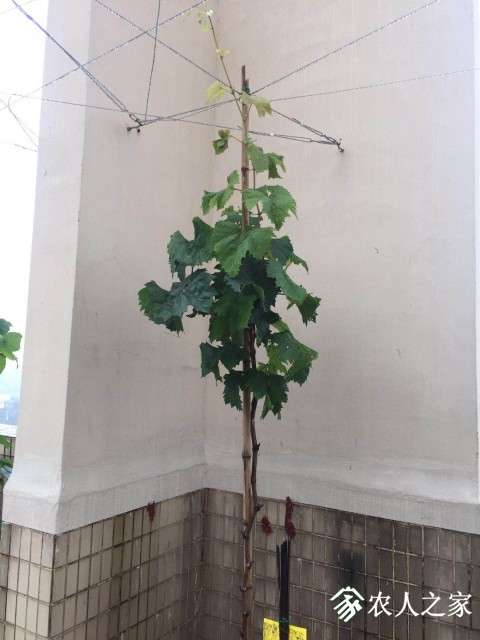 ȥõ