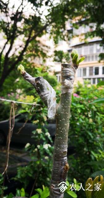 ����֦��