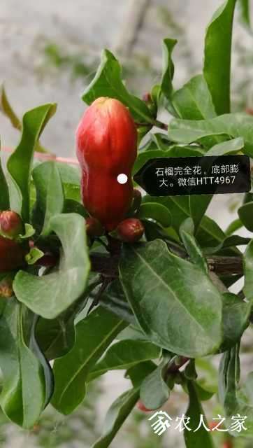 石榴完全花和非完全花识别图