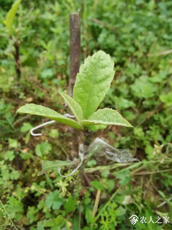 IMG_20190504_080539_СС.jpg