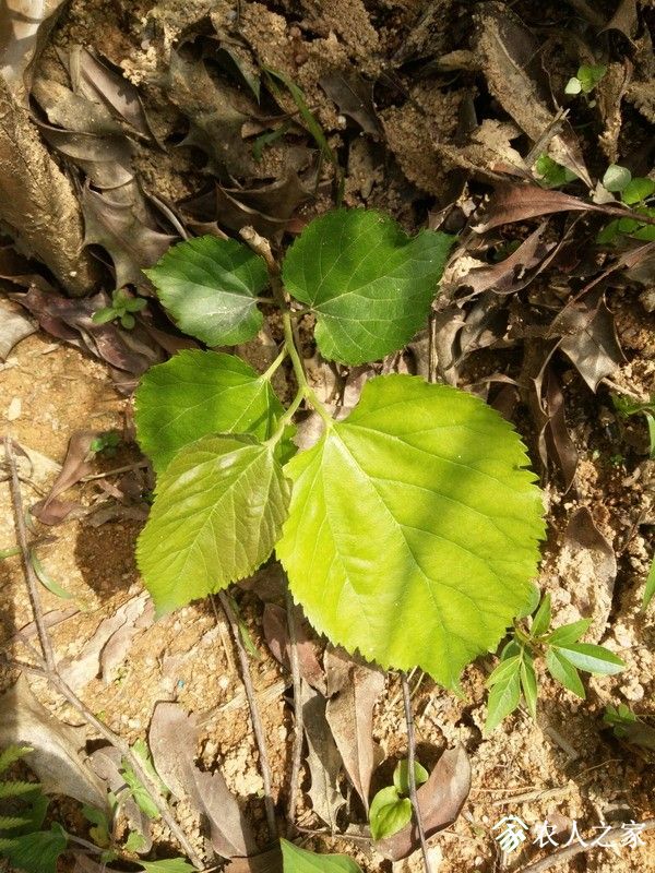 IMG_20190503_140653_СС.jpg