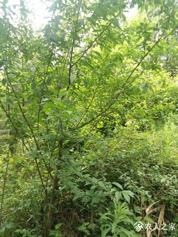 IMG_20190504_094243_СС.jpg