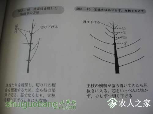 大车厘子一根棒三年枝修剪技术9483 作者:干将发硎鞘 大车厘子一根棒三年枝修剪技术9483 作者:干将发硎鞘