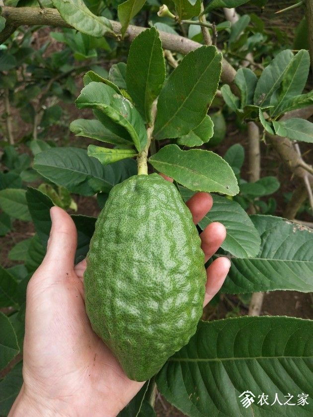 香橼(citron ) - 水果邦农人之家论坛