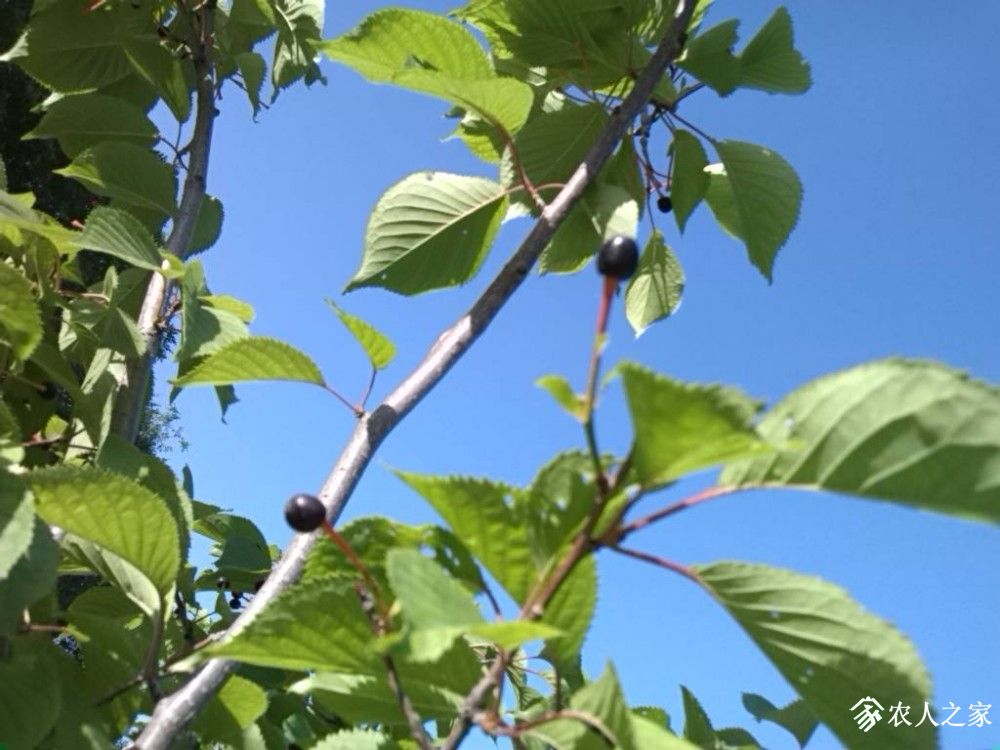 IMG_20190609_084614.jpg