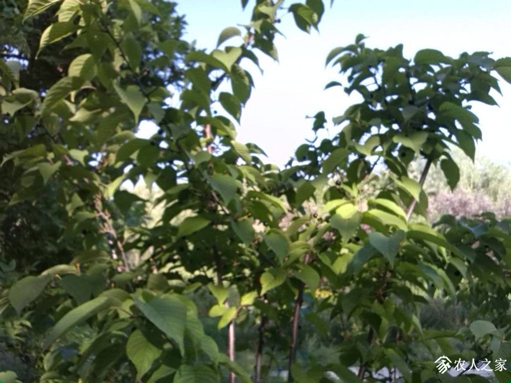 IMG_20190609_084658.jpg