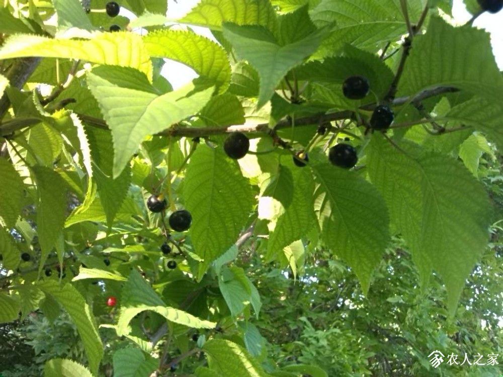 IMG_20190609_084746.jpg
