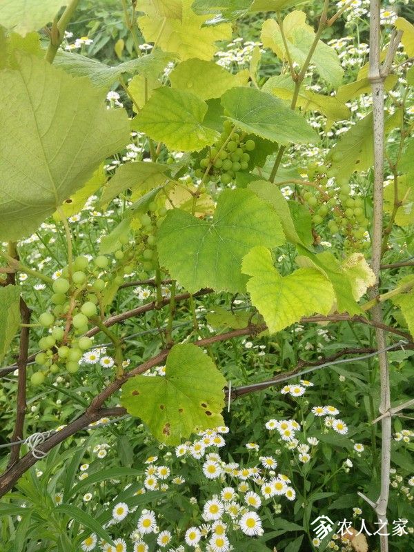 IMG_20190607_135711_СС.jpg