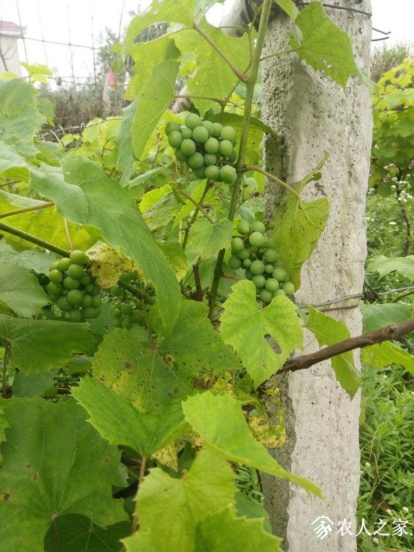 IMG_20190607_134600_СС.jpg
