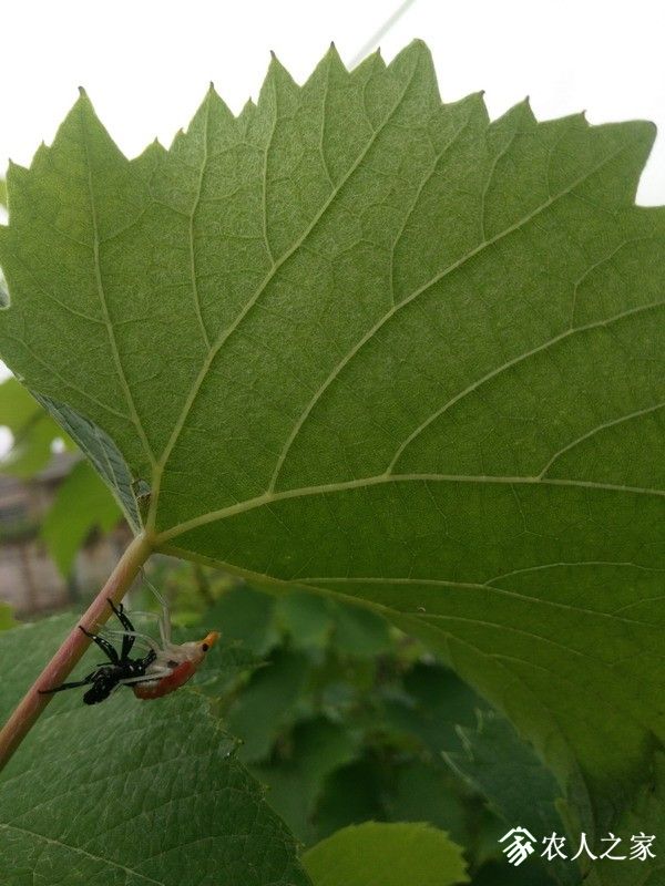 IMG_20190608_094020_СС.jpg