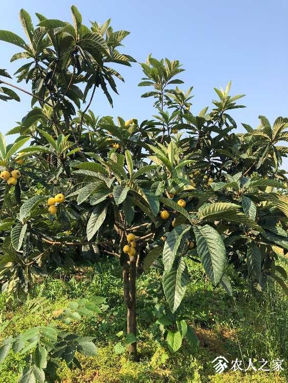 出售冠玉白枇杷苗