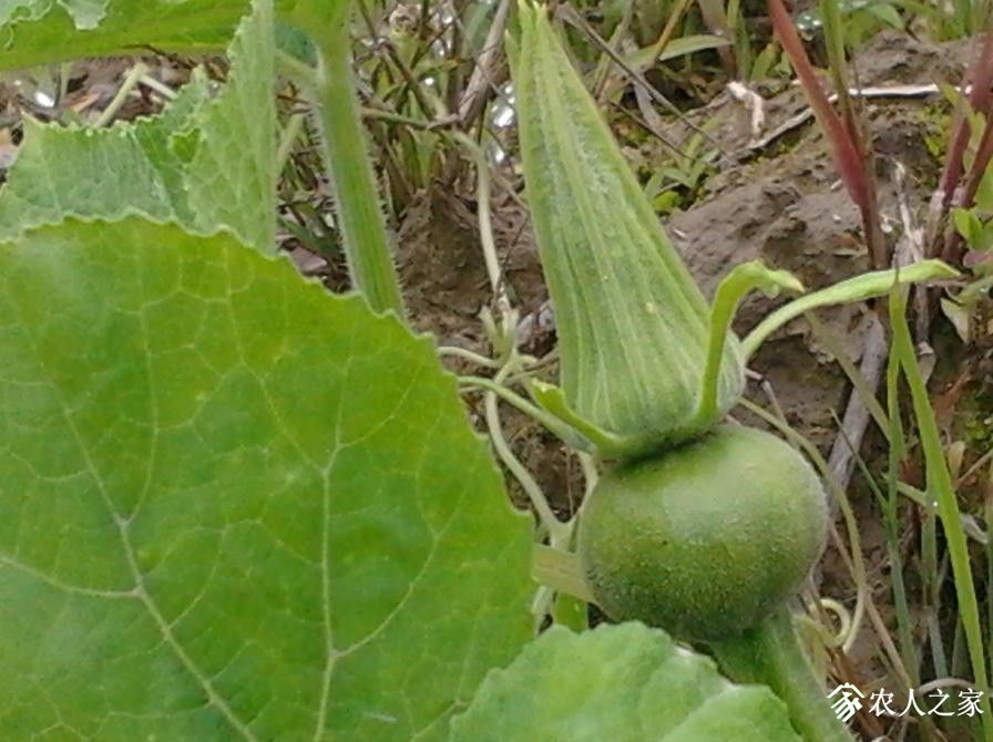 mo pan nangua.JPG