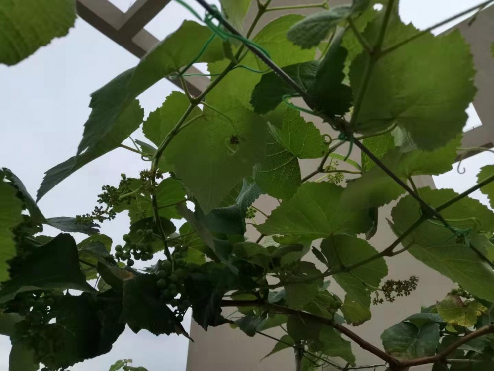 ΢ͼƬ_20190716103807.jpg