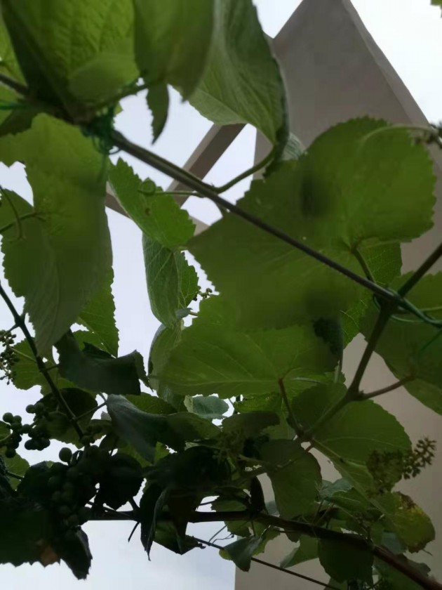 ΢ͼƬ_20190716103813.jpg