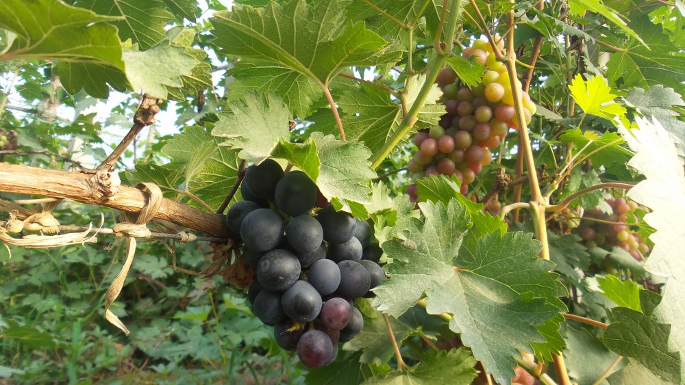 20190715_065815[1].jpg