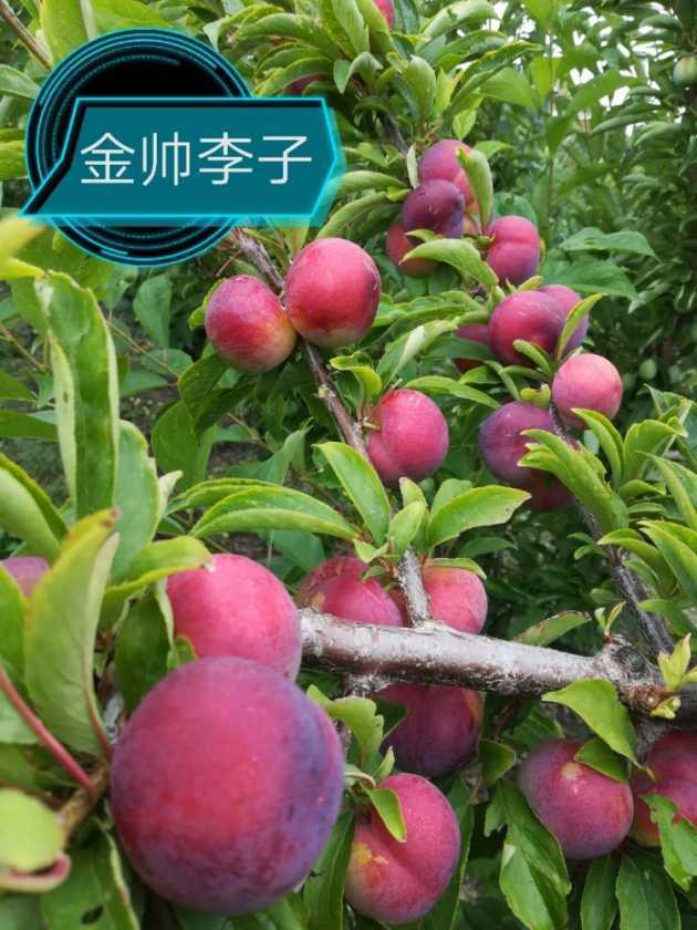 讨论下金帅这个品种