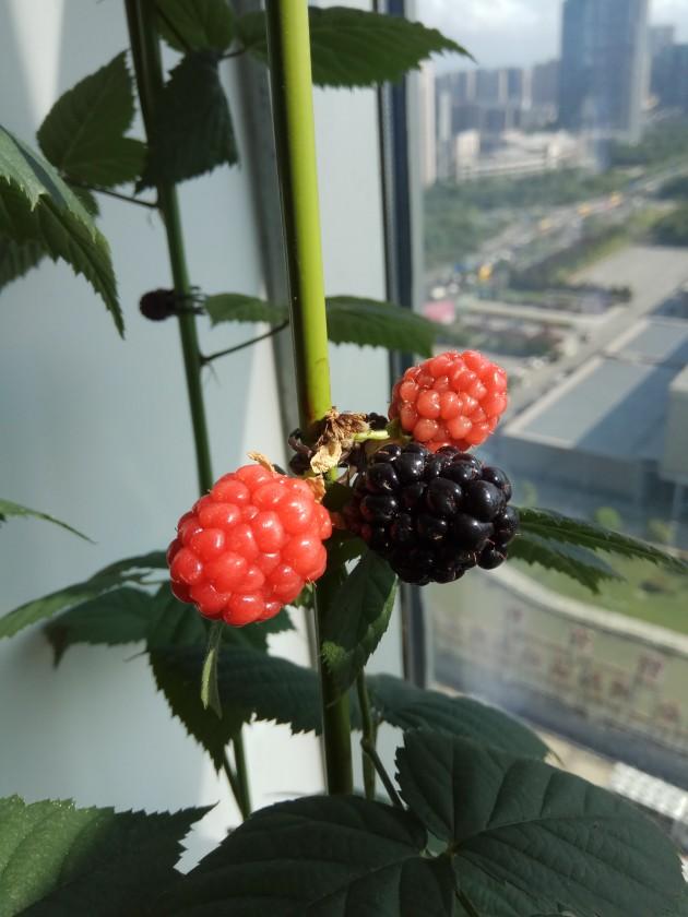 IMG_20190718_153825.jpg
