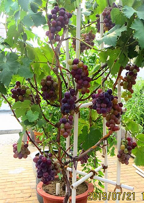 2019.7.20.��̨���Ծ޷����� 003.jpg