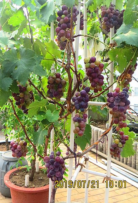 2019.7.20.��̨���Ծ޷����� 006.jpg