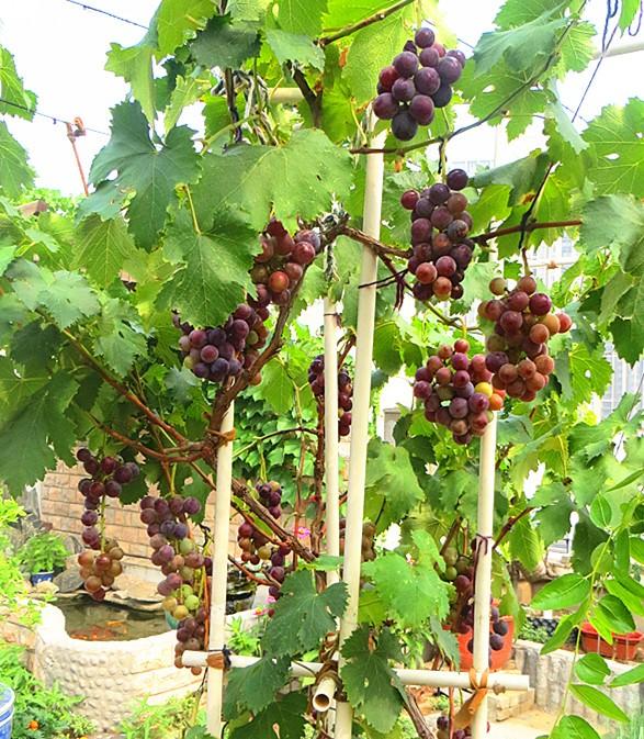 2019.7.20.��̨���Ծ޷����� 007.jpg