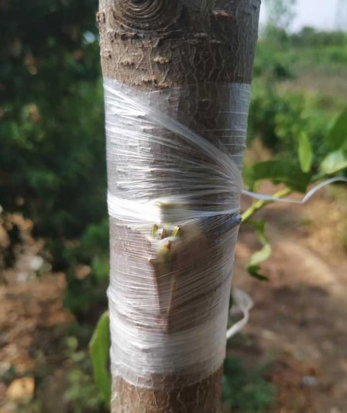 砧木粗,接穗細,夏季嫁接用