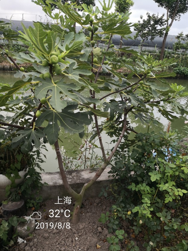 IMG_20190808_181327.jpg