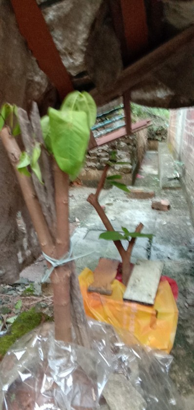 Աˮ