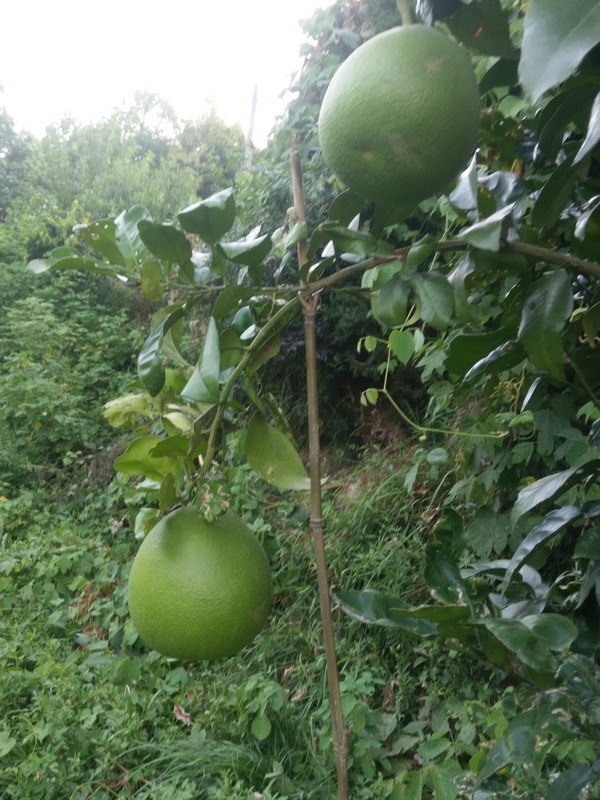 IMG_20190803_184406_СС.jpg