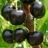 black_pearl_sm.jpg