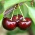 burgundy_pearl_sm.jpg