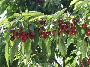 cherry_minnieroyal2.jpg