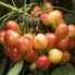 cherry_royalrainier-sm.jpg