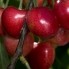 cherry-Royal_Tenaya_2013-thmb.jpg