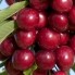 cherry-Royal_Tioga-thumb.jpg