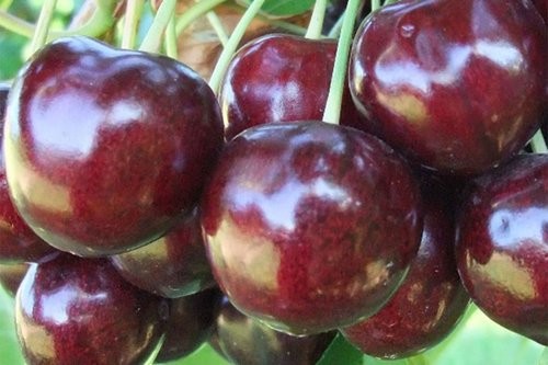 Jubileum (tart).jpg