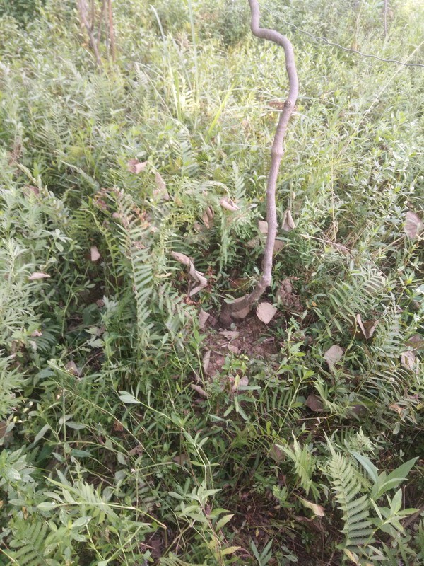 IMG_20190803_081023_СС.jpg